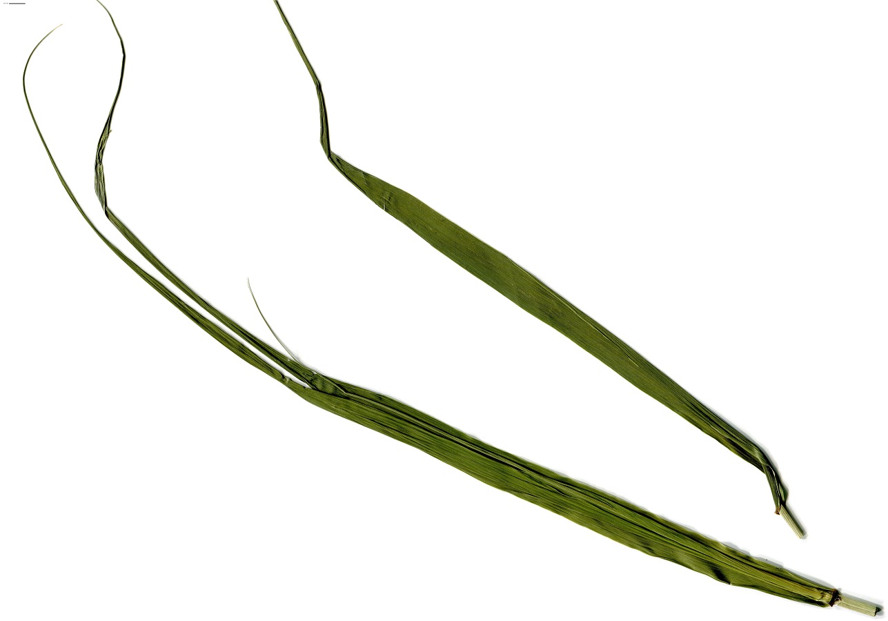 Arundo donax (Poaceae)